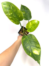 Load image into Gallery viewer, Philodendron Green Congo Variegated
