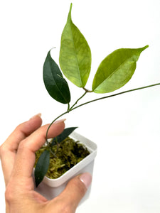 Hoya Exilis