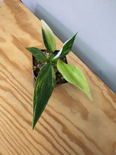 Load image into Gallery viewer, 142. Philodendron White Wizard