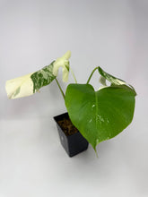 Load image into Gallery viewer, Monstera Deliciosa Albo Variegated J