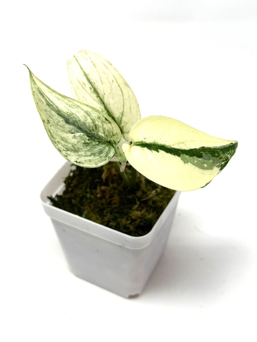 Scindapsus Mayari Variegated G