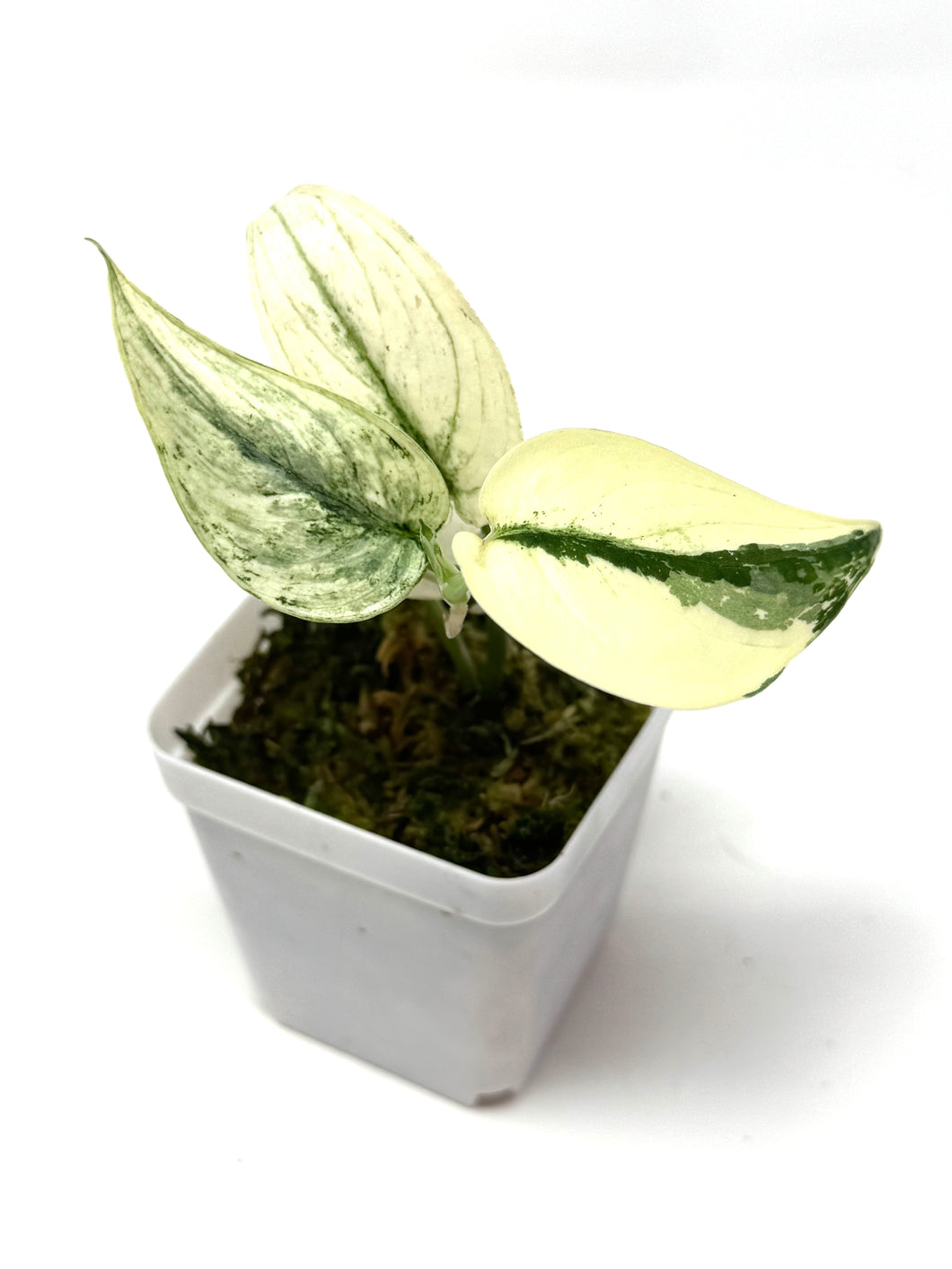Scindapsus Mayari Variegated G