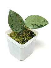 Load image into Gallery viewer, Hoya Verticillata Heart Leaf Silver