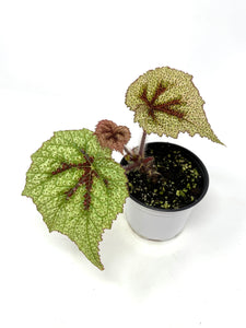 Begonia Masoniana 'Tricolor'