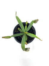 Load image into Gallery viewer, Nepenthes Albomarginata