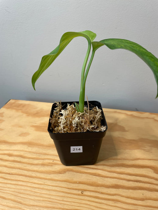 214. Monstera Esqueleto (juvenile)