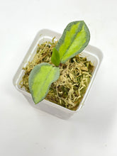Load image into Gallery viewer, Hoya Carnosa ‘Argentea Princess’ K