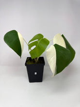 Load image into Gallery viewer, Monstera Deliciosa Albo Variegated F