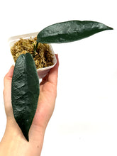 Load image into Gallery viewer, Hoya Onychoides