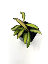 Load image into Gallery viewer, Hoya Kentiana Variegated