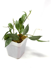 Load image into Gallery viewer, Hoya Lacunosa Silver Moonlight