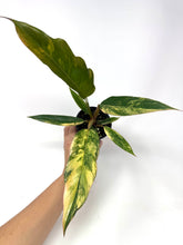 Load image into Gallery viewer, Philodendron Caramel Marble 4”