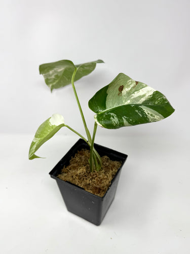 Monstera Deliciosa Albo Variegated J
