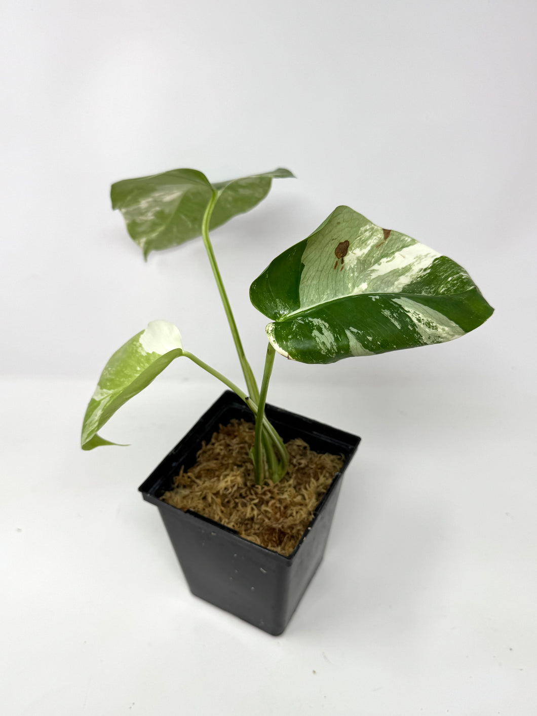 Monstera Deliciosa Albo Variegated J