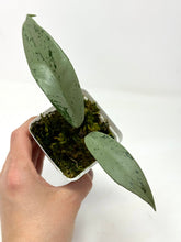 Load image into Gallery viewer, Hoya Pubicalyx Pink Silver Ghost B