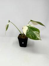 Load image into Gallery viewer, Monstera Deliciosa Albo Variegated A