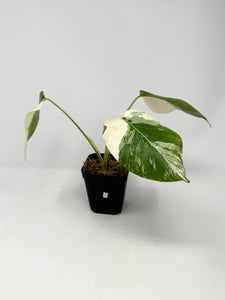 Monstera Deliciosa Albo Variegated A