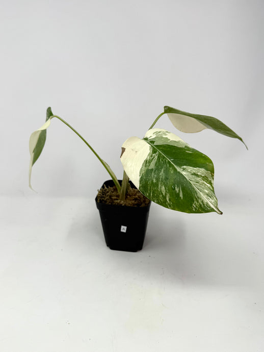 Monstera Deliciosa Albo Variegated A
