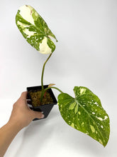 Load image into Gallery viewer, Philodendron Gloriosum Variegated B