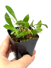 Load image into Gallery viewer, Hoya Pubera