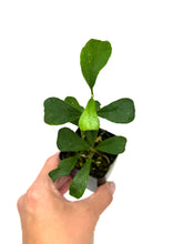 Load image into Gallery viewer, Hoya Manipurensis