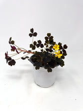 Load image into Gallery viewer, Oxalis Spiralis ssp. Vulcanicola