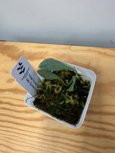 Load image into Gallery viewer, 14. Hoya Nicolsoniae New Guinea Ghost