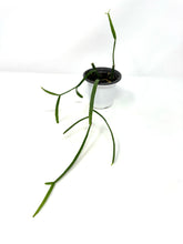 Load image into Gallery viewer, Rhipsalis Micrantha ssp. Rauhiorum (Ships within Canada only)