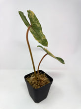 Load image into Gallery viewer, Philodendron Billietiae Variegated D