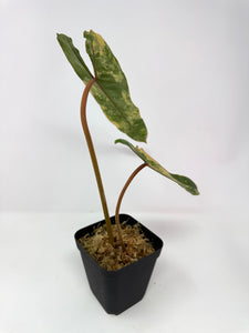 Philodendron Billietiae Variegated D