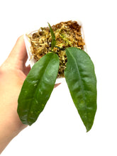 Load image into Gallery viewer, Hoya Amicabilis