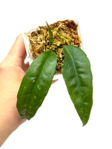 Hoya Amicabilis