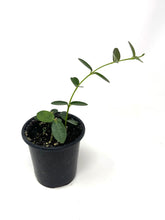 Load image into Gallery viewer, Hoya Densifolia