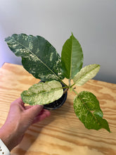 Load image into Gallery viewer, 76. Ficus Aspera Variegated