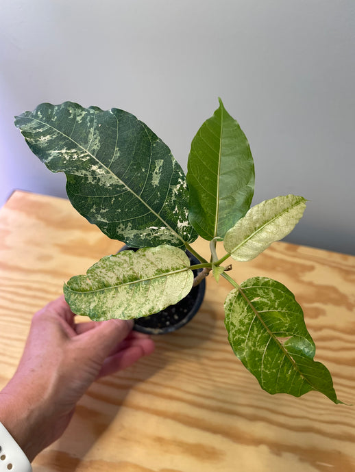 76. Ficus Aspera Variegated