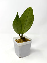 Load image into Gallery viewer, Hoya Germany Silver C