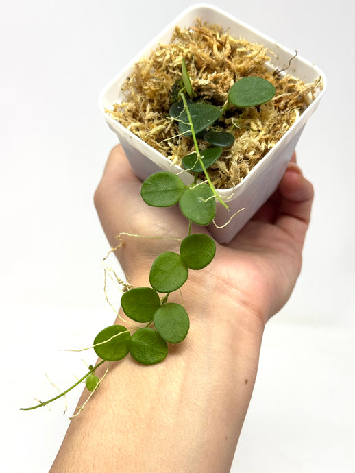 Hoya Serpens
