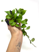 Load image into Gallery viewer, Hoya Heuschkeliana