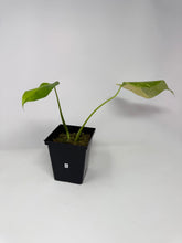 Load image into Gallery viewer, Monstera Deliciosa Aurea Variegated G