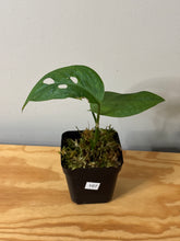 Load image into Gallery viewer, 107. Monstera Esqueleto