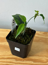 Load image into Gallery viewer, 179. Hoya Cystiantha