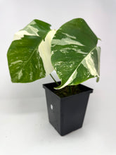 Load image into Gallery viewer, Monstera Deliciosa Albo Variegated B