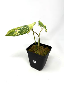 Philodendron Gloriosum Variegated A