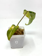 Load image into Gallery viewer, Philodendron Gloriosum Variegated D
