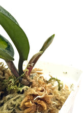 Load image into Gallery viewer, Hoya Carnosa Argentea Princess A