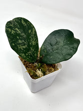 Load image into Gallery viewer, Hoya Obovata Splash