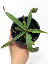 Load image into Gallery viewer, Nepenthes Albomarginata