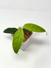 Load image into Gallery viewer, Hoya Campanulata