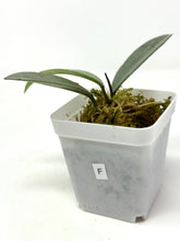 Load image into Gallery viewer, Hoya Wilbur Graves Silver F