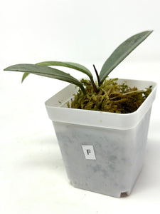 Hoya Wilbur Graves Silver F